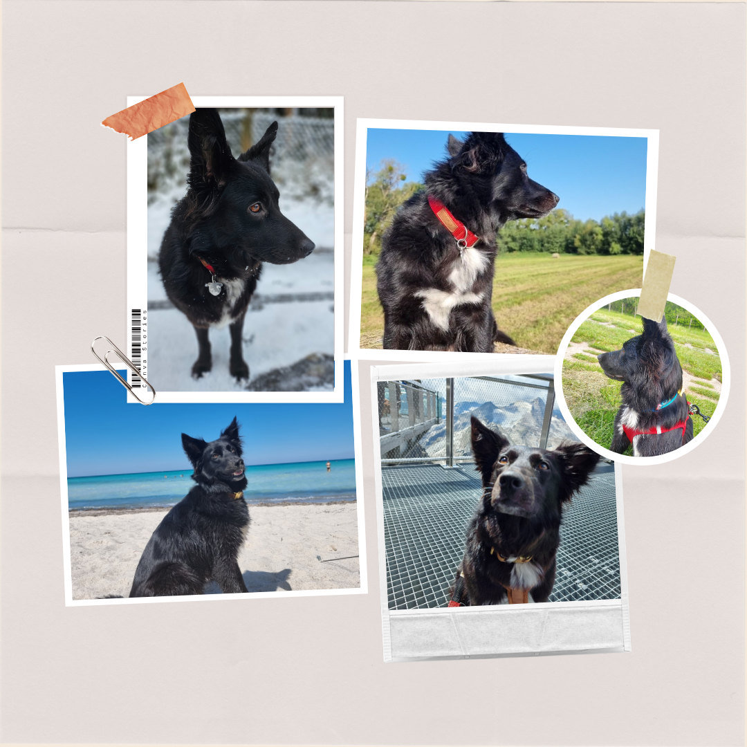 Collage Mayla