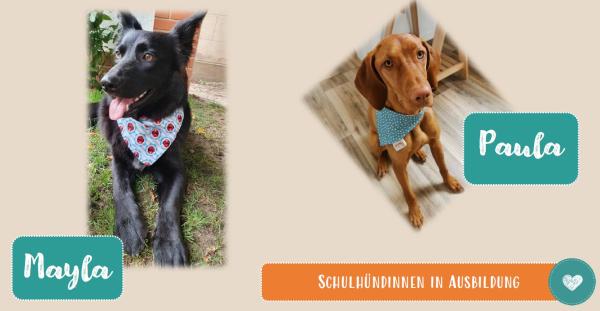 Schulhund